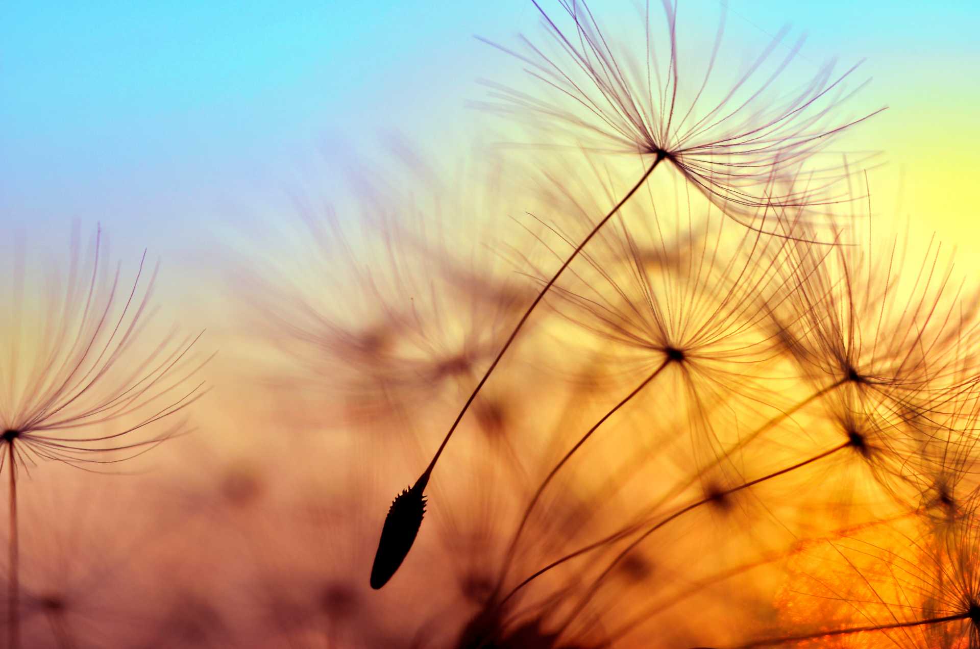 ¿Cómo mantenerse saludable durante el brote del Coronavirus (COVID-19)? Image